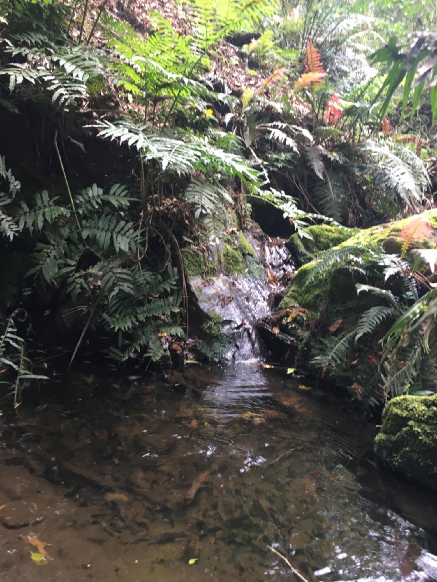 Pura Vida Forest Cabin Witelsbos Экстерьер фото
