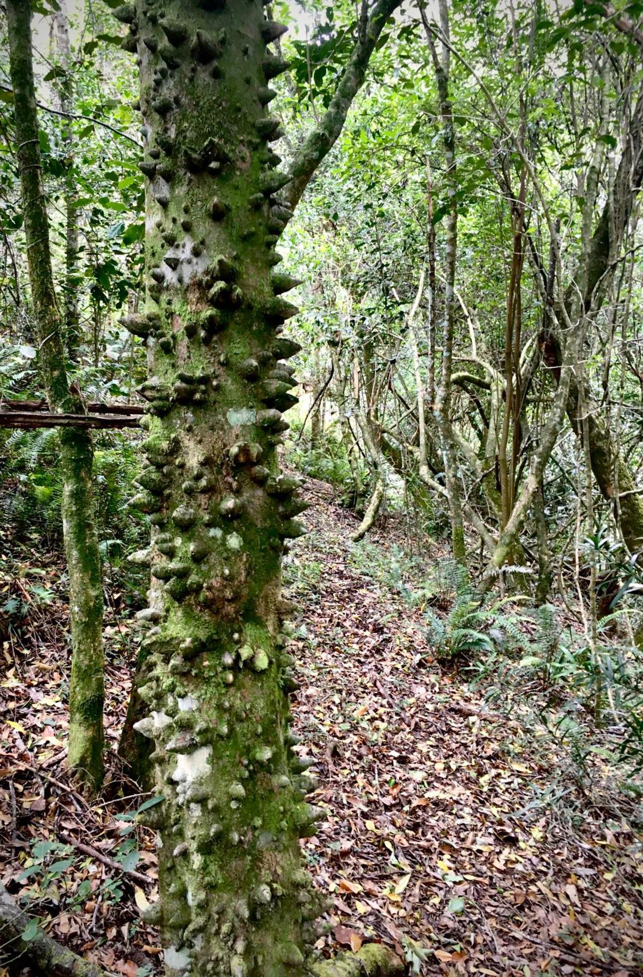 Pura Vida Forest Cabin Witelsbos Экстерьер фото